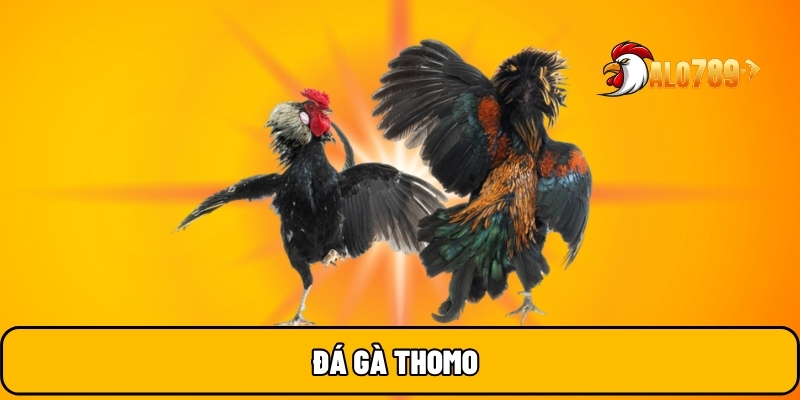 ALO789 🎖️ Trang Chủ Uy Tín Bậc Nhất Số 1 Hiện Nay Năm 2025 19 Đá gà Thomo