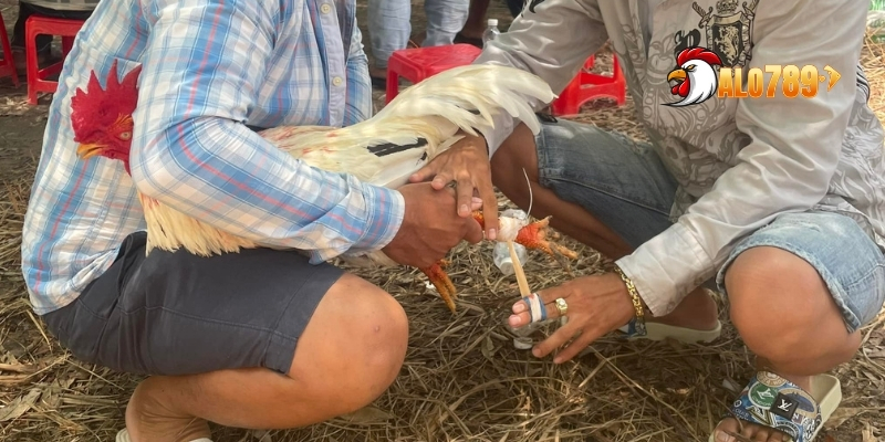 Bí Quyết Băng Cựa Gà Đá Tối Ưu Sát Thương Và Cơ Hội Thắng Cùng ALO789 3 Băng cựa gà đá khi đang hồi phục