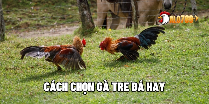 Cách Chọn Gà Tre Đá Hay Chuẩn Từ Ngoại Hình Đến Tố Chất Cùng ALO789 1 cách chọn gà tre đá hay