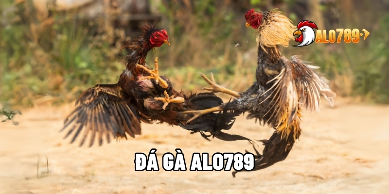 Đá Gà ALO789 – Đấu Trường Kịch Tính, Đặt Cược Hấp Dẫn 1 Đá Gà ALO789.