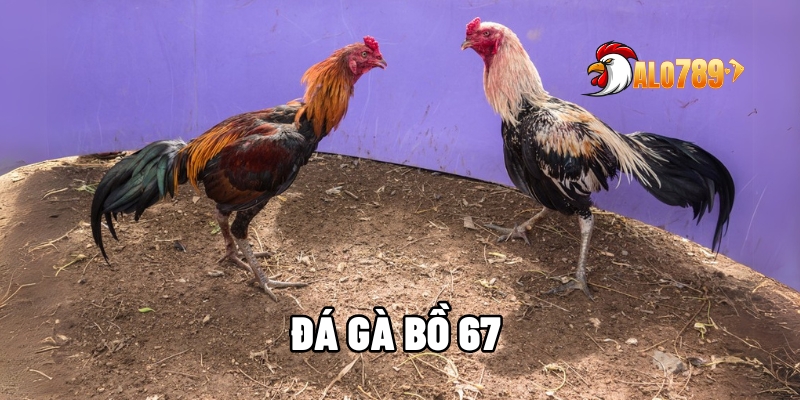 da ga bo 67 1