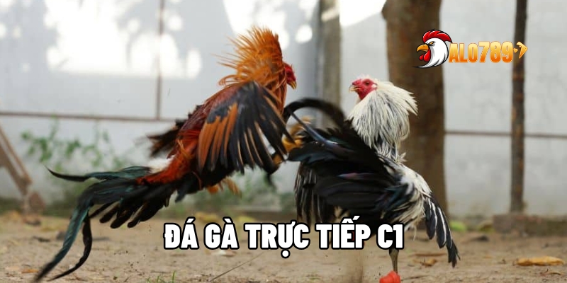 da ga truc tiep c1 1
