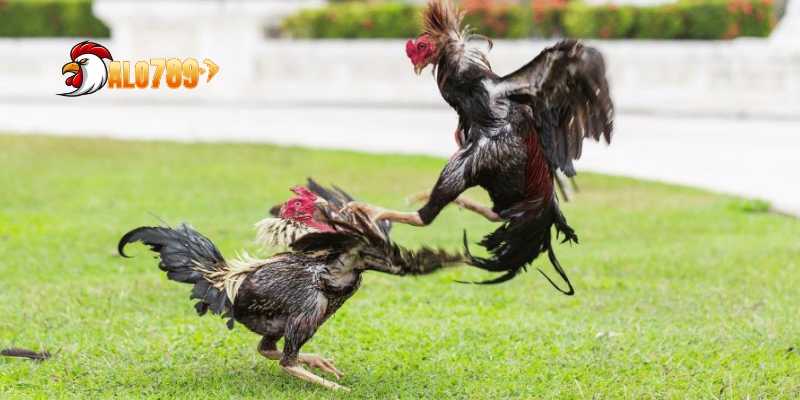 Đá Gà Trường Campuchia: Khám Phá Đấu Trường Huyền Thoại 4 Các thể loại đá gà trường Campuchia được ưa chuộng nhất