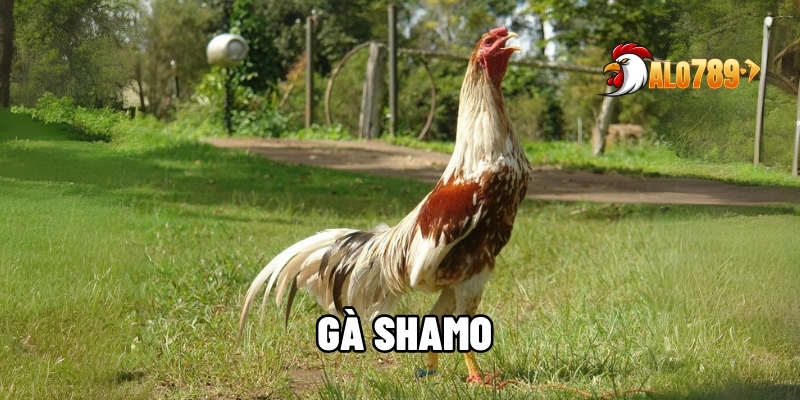 Gà Shamo