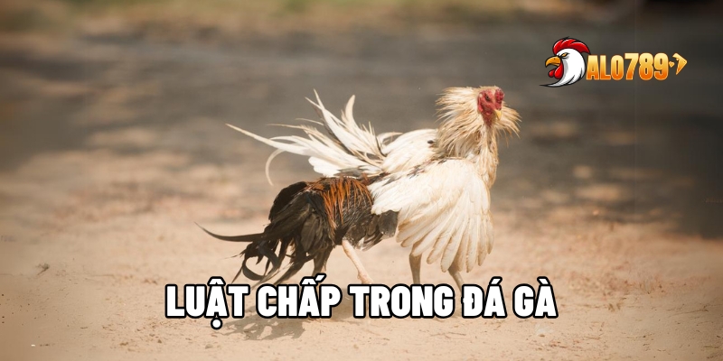 Tận Dụng Luật Chấp Trong Đá Gà Để Tăng Cơ Hội Chiến Thắng Cùng ALO789 1 luật chấp trong đá gà
