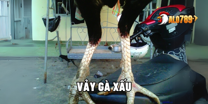 Những Vảy Gà Xấu Thường Gặp Và Lý Do Không Nên Chọn Cùng ALO789 1 vảy gà xấu