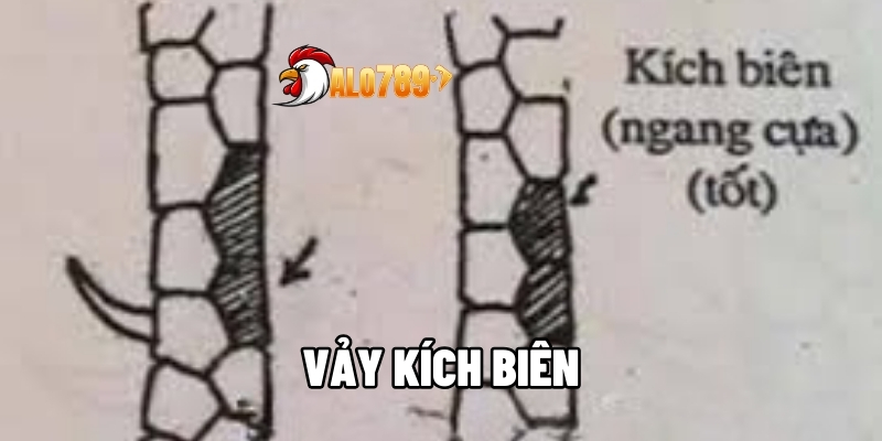 ALO789 Tại Sao Vảy Kích Biên Được Đánh Giá Cao Trong Giới Đá Gà? 1 Vảy kích biên